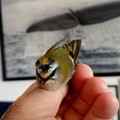 Messo in salvo a Molfetta un fiorrancino, il più piccolo uccello d’Italia