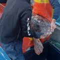 Tartaruga da 70 kg messa finisce in una rete da pesca a Molfetta