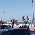 La rabbia dell'APS Radici: «Difendiamo il verde urbano di Molfetta»