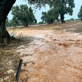 Maltempo, allagate le campagne di Molfetta