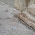 Pipì di cani all'aperto: la Gepa chiede l'intervento del Comune di Molfetta