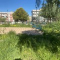 Dal rilancio al degrado: erba altissima al Parco dei Nonni