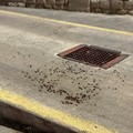Una marea di blatte in zona porto a Molfetta: la segnalazione