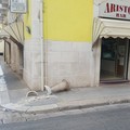 Vandalismo dilagante a Molfetta: danneggiata una fioriera in via De Luca