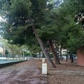 Sette pini da abbattere al PalaFiorentini: Radici APS chiede attenzione alle nuove piantumazioni