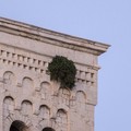 E sulle torri del Duomo spunta un cespuglio: LE FOTO