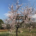 Temperature primaverili, l'allarme di Coldiretti: «Fioriture anomale già a febbraio»