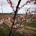 Dall'inverno alla primavera in una settimana: Coldiretti lancia l'allarme