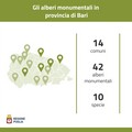 Alberi monumentali, censiti 44 nuovi esemplari in Puglia: tre anche a Molfetta