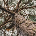 Presentato il nuovo Atlante degli alberi monumentali di Puglia: 3 sono di Molfetta