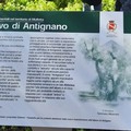 Installata una targa per raccontare la storia dell'ulivo di Antignano a Molfetta