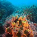 Febbre da “corallo” a Molfetta, tra biodiversità e il possibile ritorno turistico