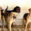 Il Comune di Molfetta e la Lega del cane insieme contro l’abbandono dei cani