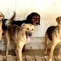 Branco di cani randagi di grossa taglia seminano paura nella zona di Levante a Molfetta