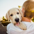 Troppe deiezioni canine in strada, Minervini: «Rispettiamo l'ambiente»