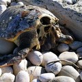 Tartarughe rinvenute decapitate sulla spiaggia. Insorge Salvemini