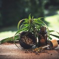 Derivati della cannabis: le proprietà dell'olio cbd