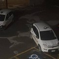 Tentano il furto di un suv, ladri d'auto intercettati dai Carabinieri