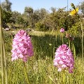 Sabato ancora iniziative nel parco di Lama Martina