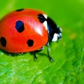 Invasione di coccinelle anche a Molfetta. Non sono offensive, rispettiamole