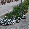 Nel quartiere Madonna della Rosa di Molfetta i residenti adottano il verde