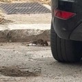 Topi a Molfetta, la segnalazione di un cittadino: «Li vediamo ogni giorno, nessuno interviene»