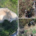 Operazione di soccorso a Molfetta: salvata una cagnolina bloccata in una cava