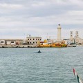 Delfino nel porto di Molfetta, si allena con gli studenti del Liceo Classico