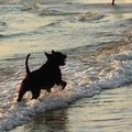 A Cala San Giacomo, presto, la prima dog beach della provincia