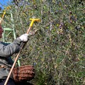 Nuovo contratto provinciale agricolo in terra di Bari