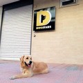  "DogStars, we are different ", un centro benessere per i cani a Molfetta