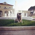 Molfetta si mobilita per Rufus, l'Enpa assicura: «Seguito ogni giorno da volontari e veterinaria»