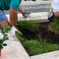 Più decoro su Corso Umberto: via alla manutenzione delle aiuole