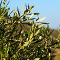 Molfetta approva la costituzione del distretto "Bioslow delle Puglie "