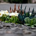 Guerrilla Gardening nella città vecchia