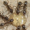 Come combattere le formiche in casa con rimedi naturali