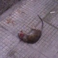 Topi morti a due passi dalla scuola  "Filippetto "