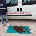 Ancora sequestro di datteri a Molfetta: in azione la Guardia Costiera