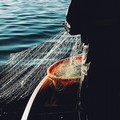 Fino al 29 settembre fermo pesca in Adriatico da Manfredonia a Bari. Coldiretti:  "Occhio all'etichetta "