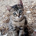 Al via il censimento delle colonie feline a Molfetta: questionario online per i referenti
