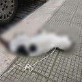 Gatto morto trovato con una corda al collo a Molfetta. Ipotesi maltrattamento?