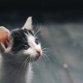 Giornata del Gatto a Molfetta tra colonie feline e sensibilizzazione