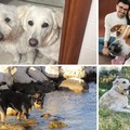 Giornata mondiale del cane, amico a quattro zampe amato a Molfetta