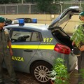 Scoperte 12 piante di canapa indiana. Un arresto