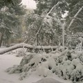 Neve: nella piazzetta de Gasperi caduto un pino secolare