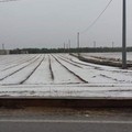 Grandinata su Molfetta: campagne bianche, elettricità che salta. Reggono le strade