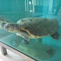 Domenica alla Prima Cala tre tartarughe saranno liberate in mare