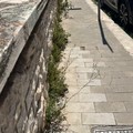 Via Giacomo Puccini, lettore segnala la mancata pulizia della strada