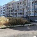 Erba, ratti e rifiuti: degrado nella nuova zona di espansione