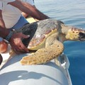 Tornano in libertà le tartarughe Scilla e Pasolina